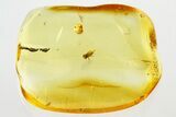Detailed Fossil Beetle (Ptinidae) in Baltic Amber #343320-1